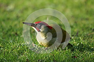 BIRDS - Green Woodpecker / DziÃâ¢cioÃâ zielony photo